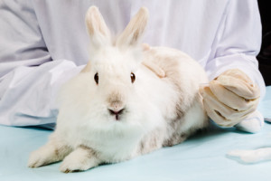 Tiermedizin im Teilzeitstudium
