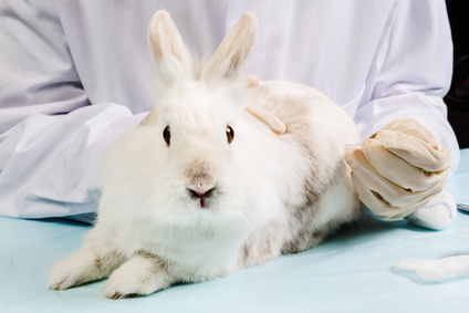 Tiermedizin im Teilzeitstudium